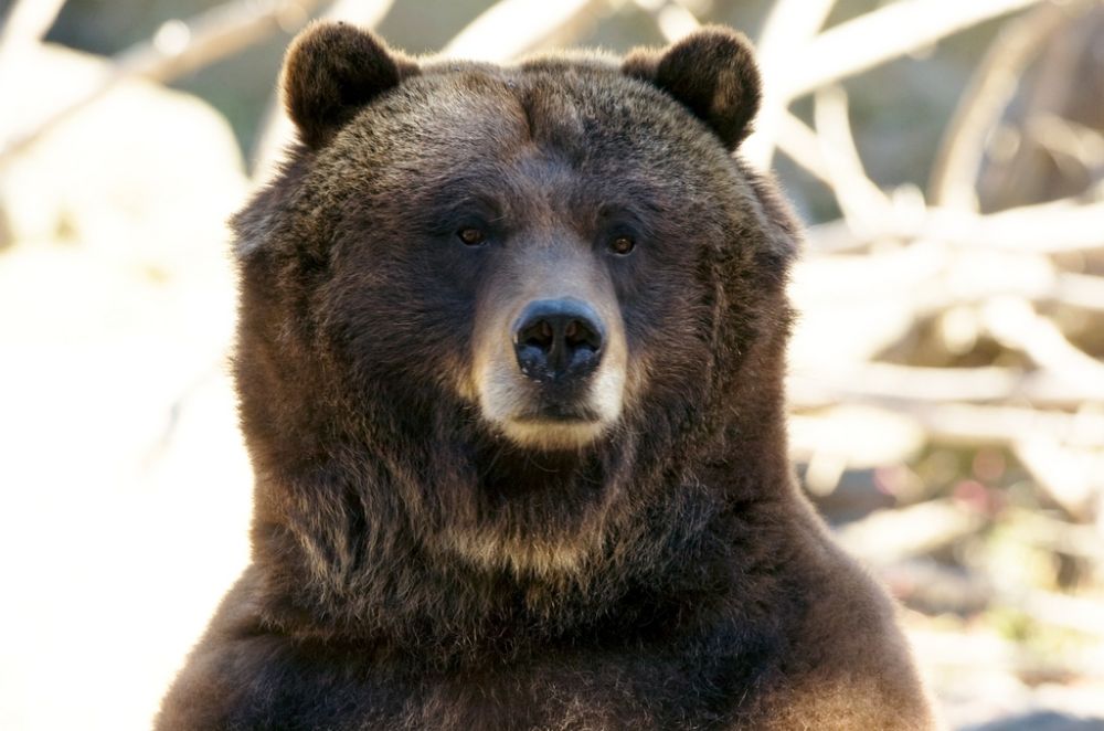 L'attaque s'est produite dans une région "où vit au moins un grizzly tous les quinze kilomètres carrés", selon l'office de tourisme local.