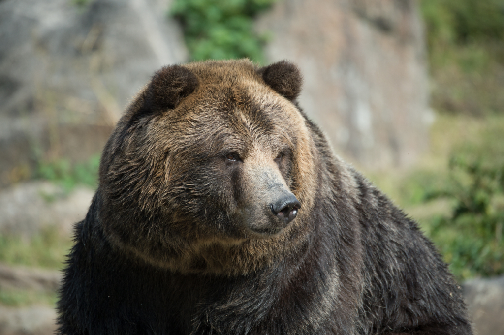 Varvara a dépassé de 15 ans l'espérance de vie moyenne d'un ours à l'état sauvage qui est de 20 ans. (photo d'illustration)