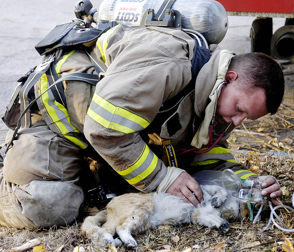 Les pompiers n'hésitent pas à faire tout ce qu'ils peuvent pour secourir les animaux, comme ici, aux Etats-Unis (illustration).