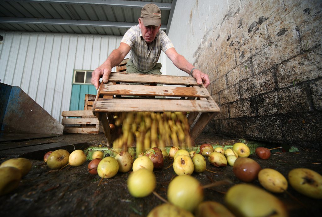 Landwirte liefern der traditionellen Mosteri Lussi in Stans Aepfel und Birnen welche direkt zum bekannten Migimost bearbeitet werden, am Mittwoch, 23. September 2009.   (KEYSTONE/Urs Flueeler)