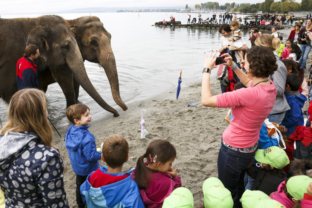 Après une année sans en 2013, la tradition a été respectée cette fois: trois éléphants du cirque Knie se sont baignés vendredi matin dans le Léman, à Bellerive à Lausanne, à côté du chapiteau.