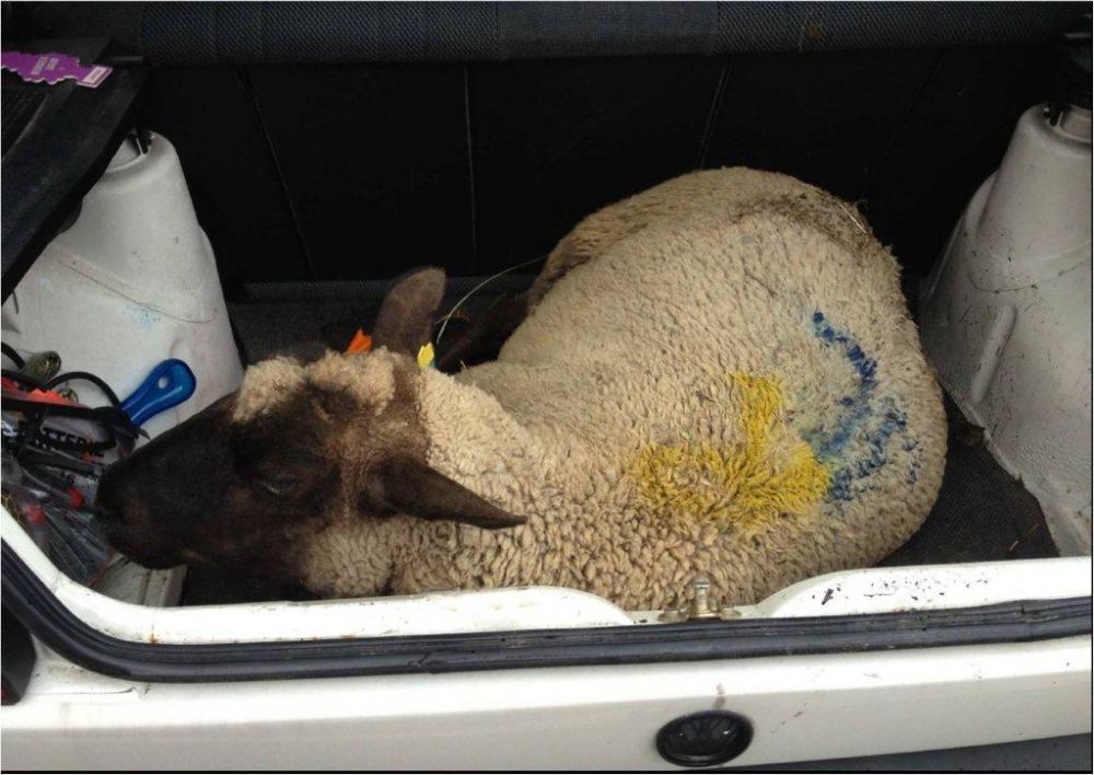 Les gardes-frontière de Genève ont intercepté un ressortissant mongol qui tentait d'importer un mouton vivant dans le coffre de son auto à Veyrier (Genève).