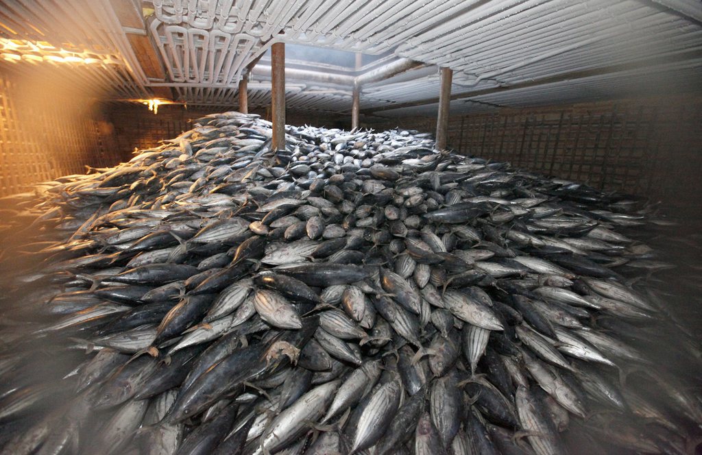 On pourra pêcher davantage de thon rouge en Méditerranée dès l'année prochaine.