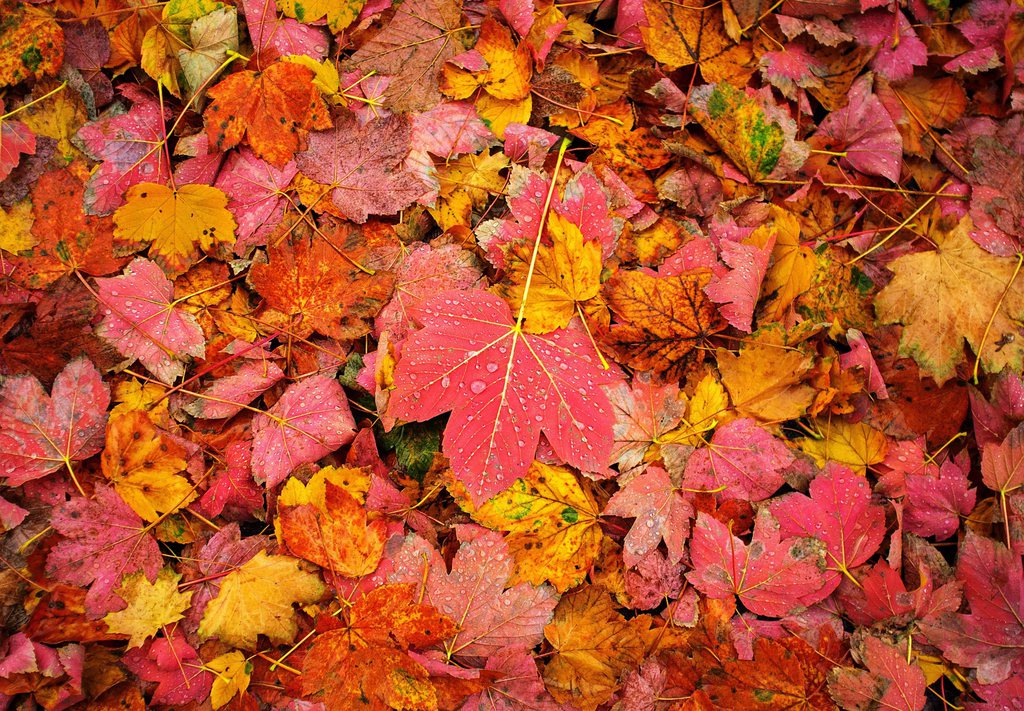 L'automne et ses feuilles mortes arrive. Mais c'est aussi le moment de partir en vacances pour certains.