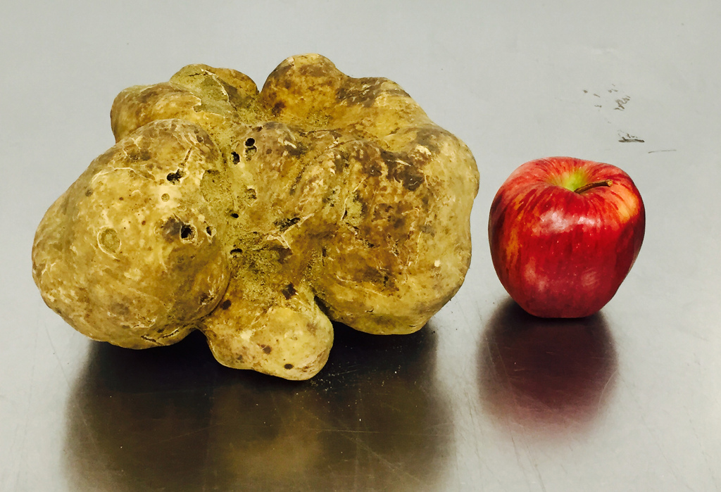 This Dec. 3, 2014 photo provided by Sotheby's shows a record-setting 4.16-pound white truffle at the U.S. Sabatino headquarters in West Haven, Conn. The truffle was found a week earlier in Umbria, Italy and is scheduled to go on the auction block in New York on Saturday, Dec. 6. Sabatino says it has turned down million-dollar offers from buyers in China and is selling the luxury item to benefit Citymeals-on-Wheels and the Children's Glaucoma Foundation. (AP Photo/Sotheby's)