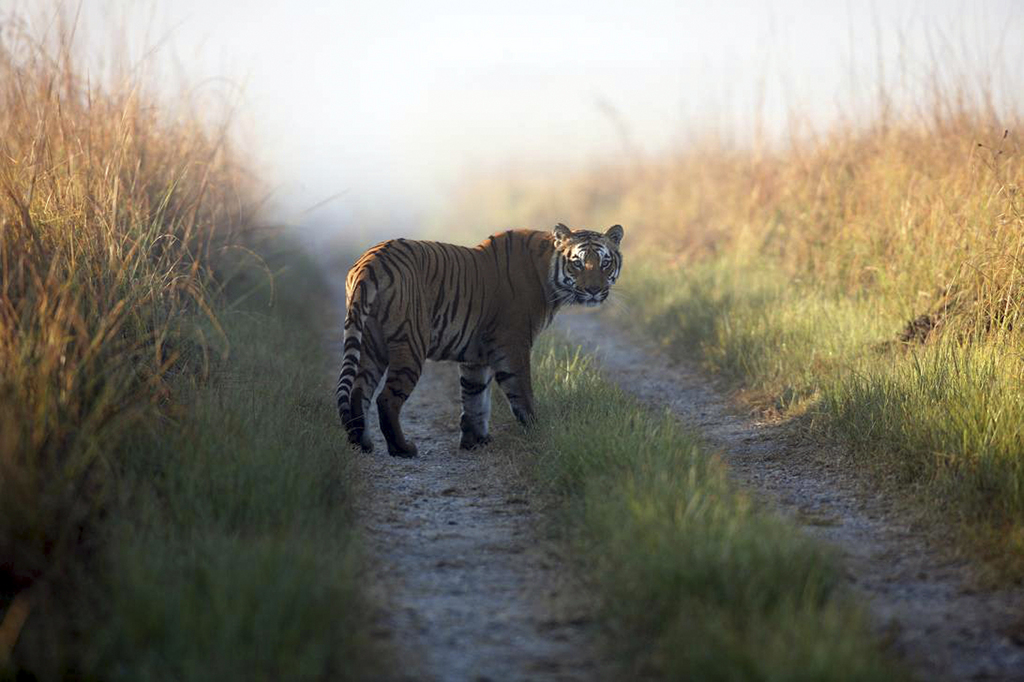 Alors que la population de tigres diminue dans le monde, elle augmente en Inde.
