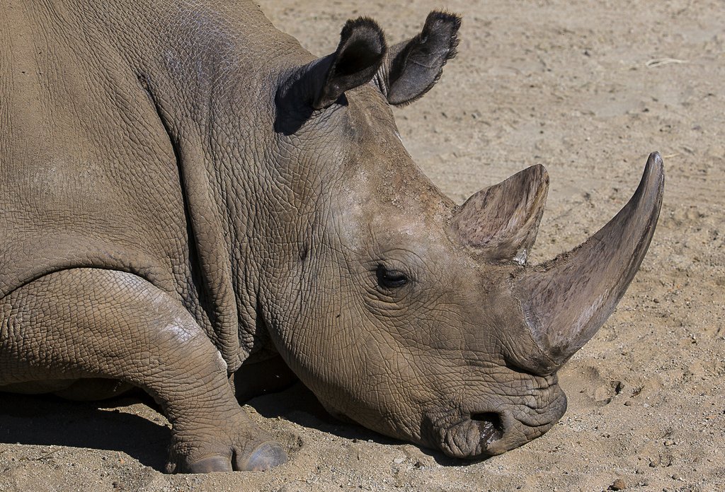 Le nombre de rhinocéros abattu a quadruplé en quatre ans en Afrique du Sud.