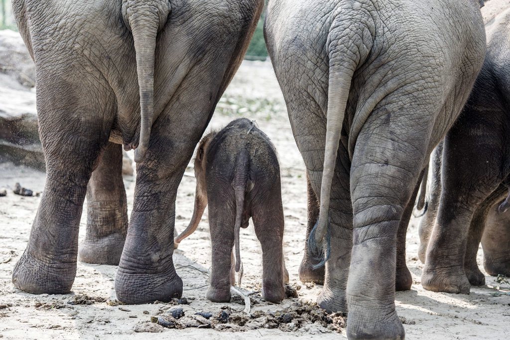 epa04324704 A baby elephant stands between his mother and aunt in the zoo in Emmen, Netherlands, 20 July 2014. The boy, who was born early morning, is the last offspring of male elephant Radza, who died in October 2013.  EPA/FERDY DAMMAN