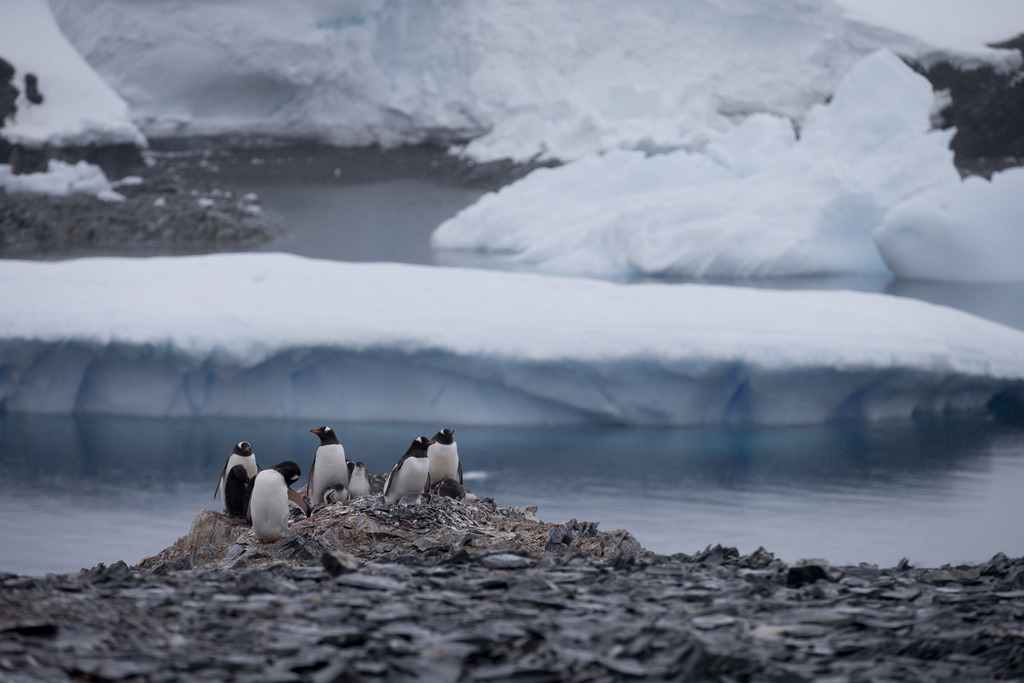 In this Jan. 22, 2015 photo, Gentoo penguins stand on rocks near the Chilean station Bernardo O'Higgins, Antarctica. Here on the Antarctic peninsula, where the continent is warming the fastest because the land sticks out in the warmer ocean, 49 billion tons of ice (nearly 45 billion metric tons),  is lost a year according to NASA. (AP Photo/Natacha Pisarenko)
