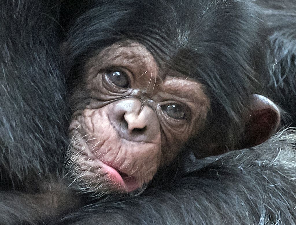 A baby chimpanzee relaxes on its mother Swela at the Leipzig Zoo in Leipzig, central Germany, Thursday, April 23, 2015. The baby, whose gender is not yet known, was born on April 14, 2015. (AP Photo/Jens Meyer)