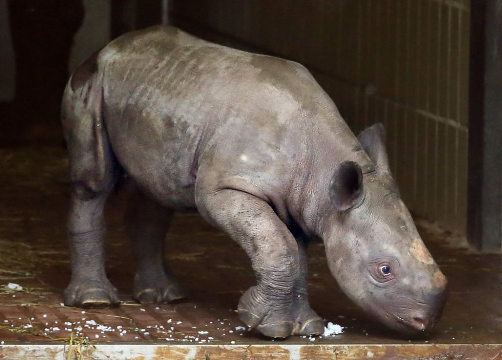 Chaque jour, trois rhinocéros sont tués, parfois uniquement pour leur corne.