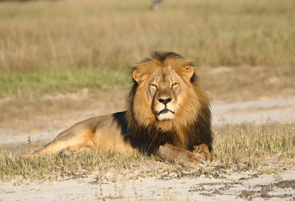 In this undated photo provided by the Wildlife Conservation Research Unit, Cecil the lion rests in Hwange National Park, in Hwange, Zimbabwe. Two Zimbabweans arrested for illegally hunting a lion appeared in court Wednesday, July 29, 2015. The head of Zimbabwe?s safari association said the killing was unethical and that it couldn?t even be classified as a hunt, since the lion killed by an American dentist was lured into the kill zone. (Andy Loveridge/Wildlife Conservation Research Unit via AP)