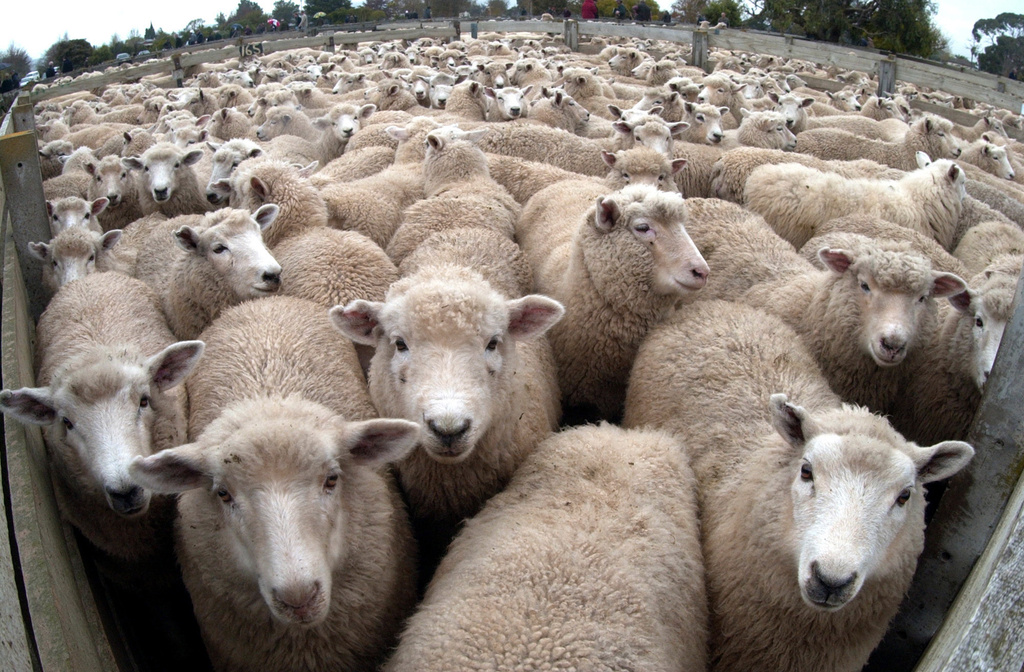35 millions de moutons paissent en Nouvelle-Zélande.