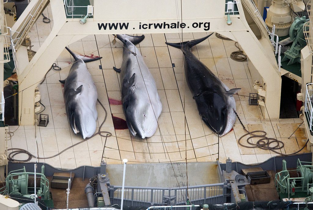 Le Japon a entamé ce qu'il qualifie de pêche scientifique à la baleine en 1987, un an après l'entrée en vigueur d'un moratoire international sur la pêche de la baleine.