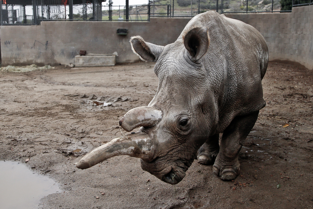 A 41 ans, Nola a dû être euthanasiée. Les rhinos blancs du Nord sont condamnés.