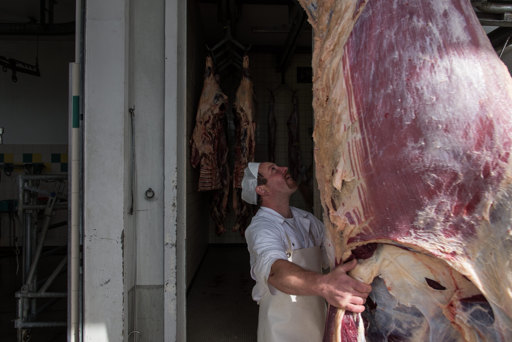 Rolle, lundi 11.05.2015, reportage aux abattoirs Carrés, pages Terroir, le secteur des bovidés, photos Cédric Sandoz