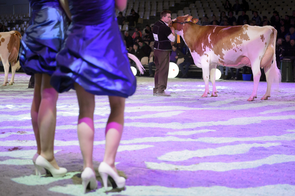 Deux demoiselles d'honneur en robe de soirée observent un éleveur défiler avec sa vache lors du concours de beauté du bétail.