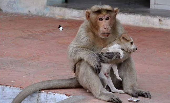 Le petit singe s'occupe du chiot et le protège des autres chiens errants.
