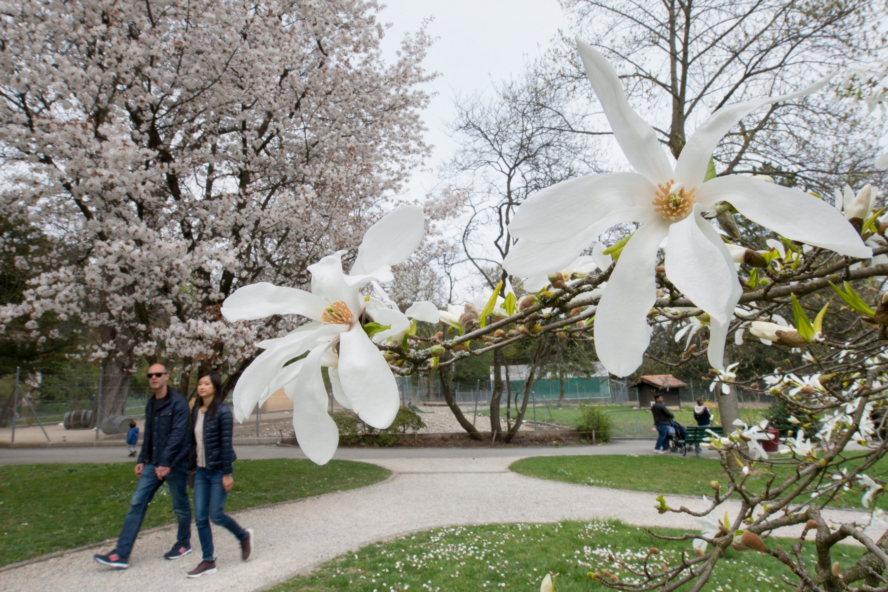 Des personnes se promenent pour admirer les fleurs sur les arbres, cela malgre une meteo maussade, ce dimanche 3 avril 2016 dans le jardin botanique a Geneve. (KEYSTONE/Martial Trezzini) SUISSE FEATURE METEO FLEURS