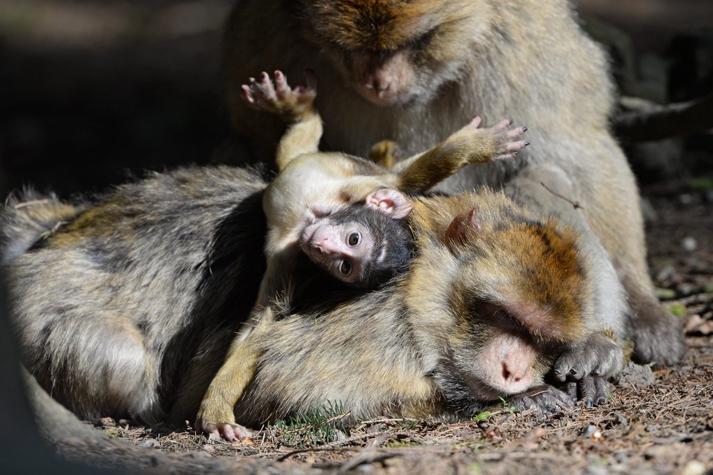 Avec l'âge, les singes (ici des  macaques de Barbarie) se montrent aussi moins audacieux et plus prudents face à la nouveauté.