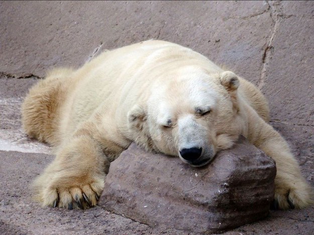 L'animal était présenté par l'organisation de défense de l'environnement comme "l'ours le plus triste au monde", car dépressif depuis la mort de sa compagne.