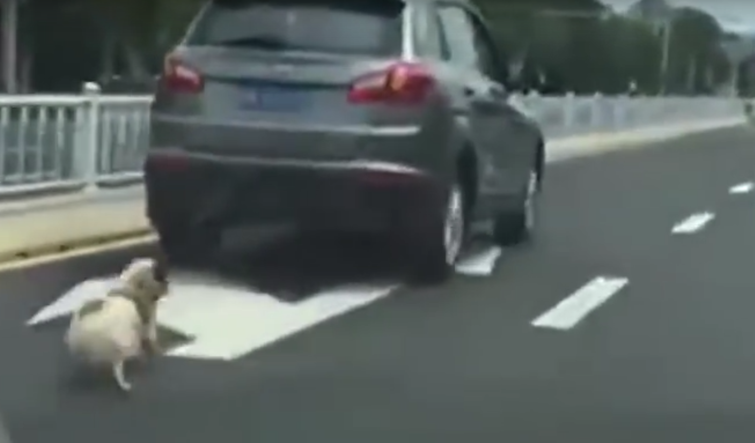 Le pauvre animal a dû courir derrière le véhicule.