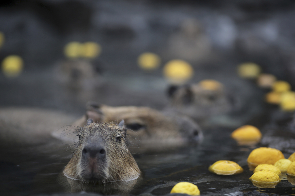 Des capybaras et autres animaux exotiques tiendront compagnie aux golfeurs.