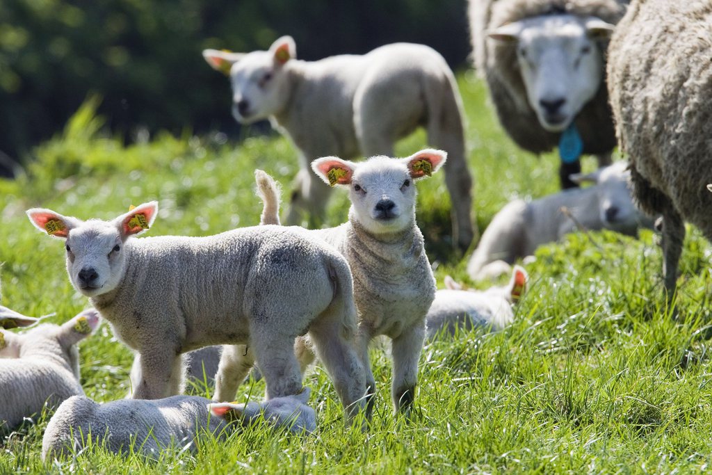 Trois agneaux ont été dévorés dans la nuit de mardi à mercredi, et les trois autres ont été blessés.