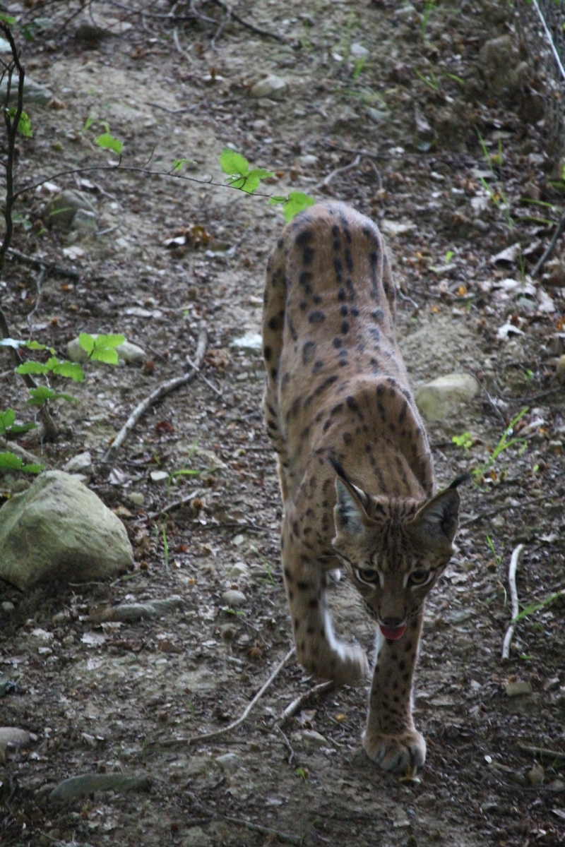 une femme lynx de deux ans a rejoint le Zoo de La Garenne, mardi. Elle vient d'un zoo anglais.