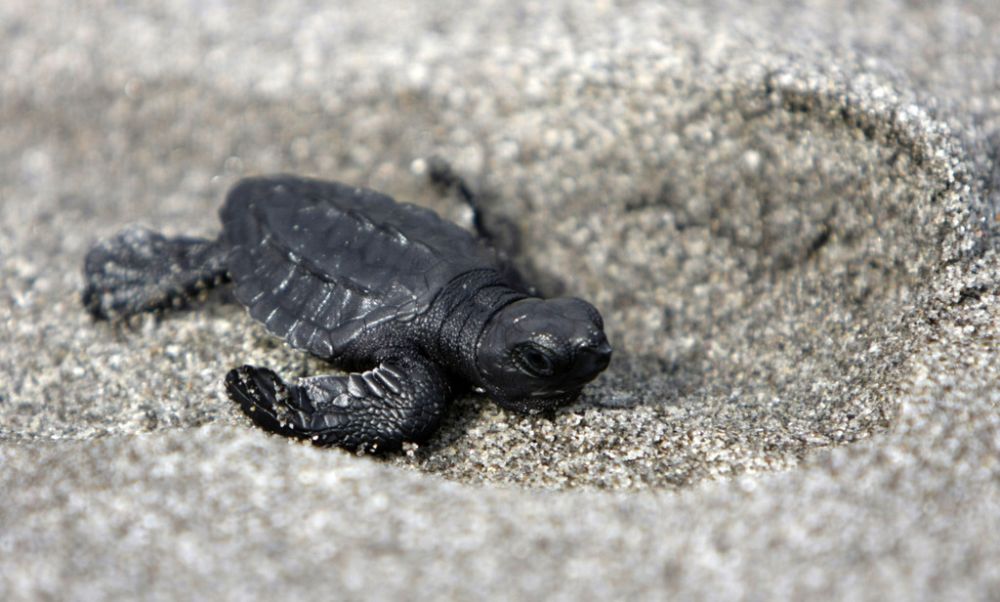 La tortue Carey est menacée d'extinction dans le monde entier.