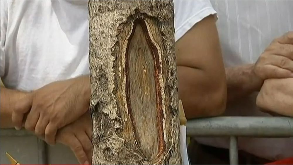 Selon certains catholiques, l'image de la Vierge serait apparue sur l'écorce d'un arbre de West New York.