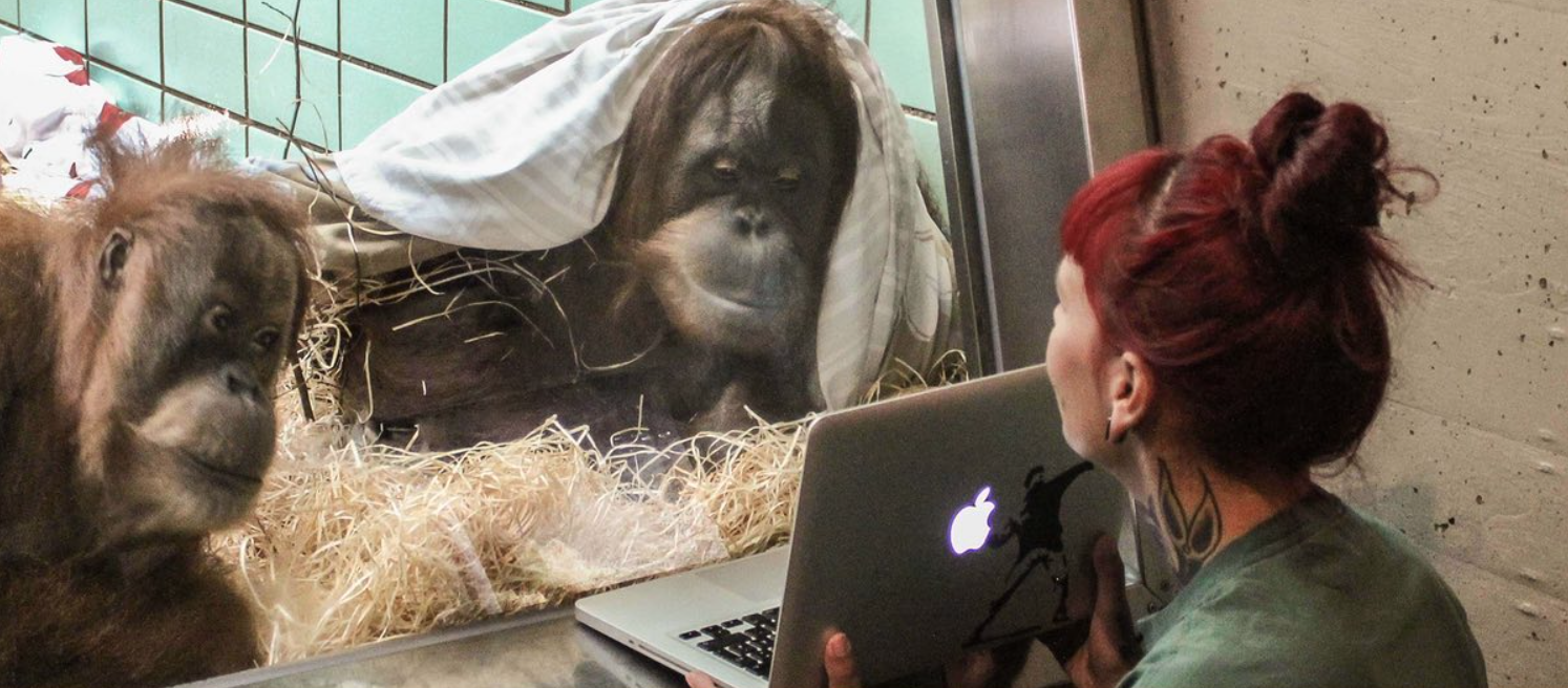 Un "Tinder pour orangs-outans" est en train d'être expérimenté dans un parc animalier des Pays-Bas.