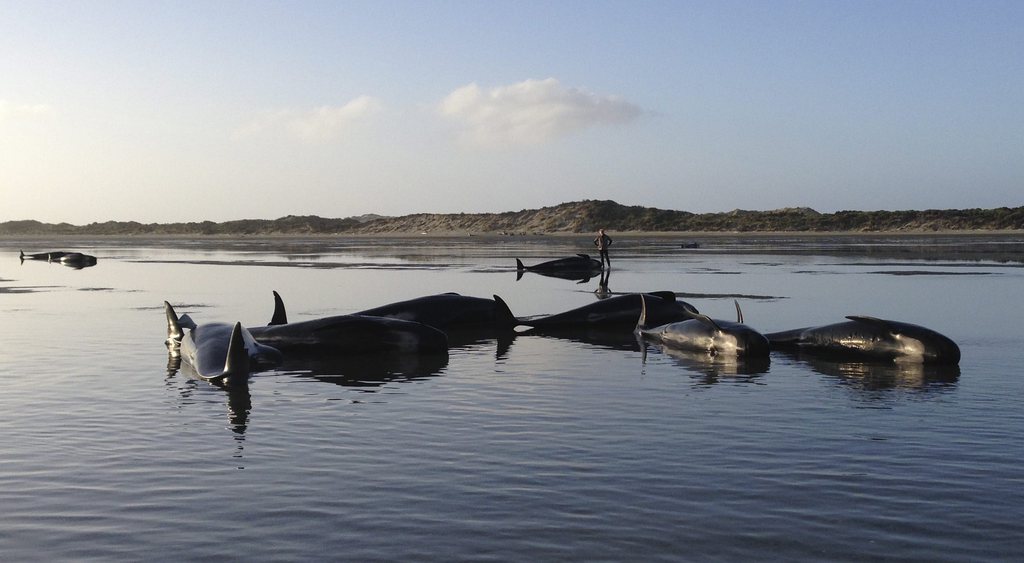 La plage de Farewell Spit est régulièrement le théâtre d'échouages de baleines. Neuf au moins se sont produits au cours des dix dernières années.