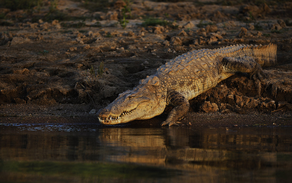Le crocodile marin vit dans les marais et les rivières des régions côtières du nord de l'Australie.