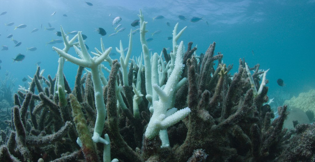 Le blanchissement des coraux est un phénomène de dépérissement, qui se traduit par une décoloration, provoqué par la hausse de la température de l'eau.