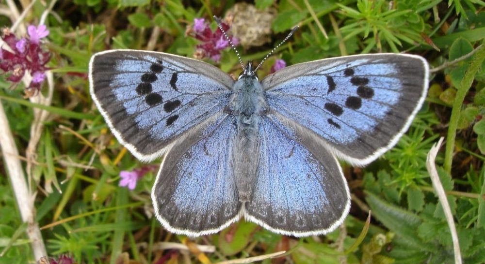 La police a perquisitionné son domicile à Bristol et retrouvé un grand nombre de papillons morts, dont deux Grand bleu.