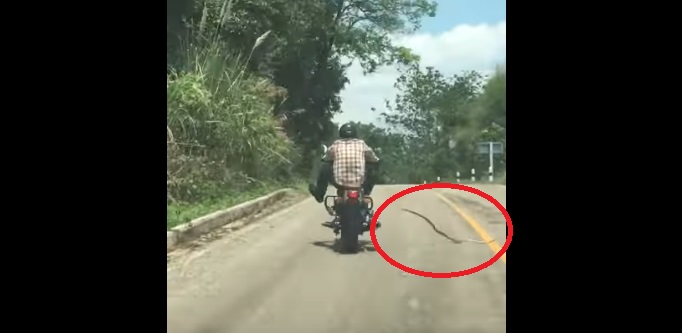 Le serpent saute soudain sur le motard.