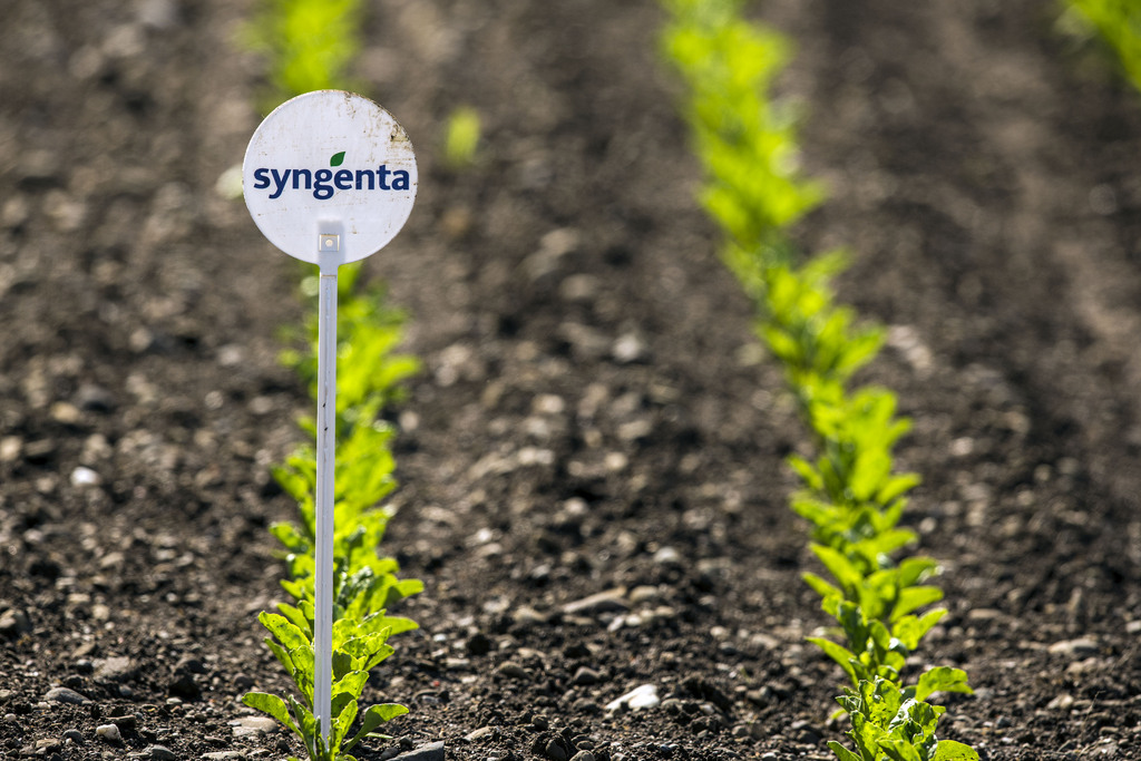Syngenta a assuré que cette nouvelle semence ne serait pas OGM.