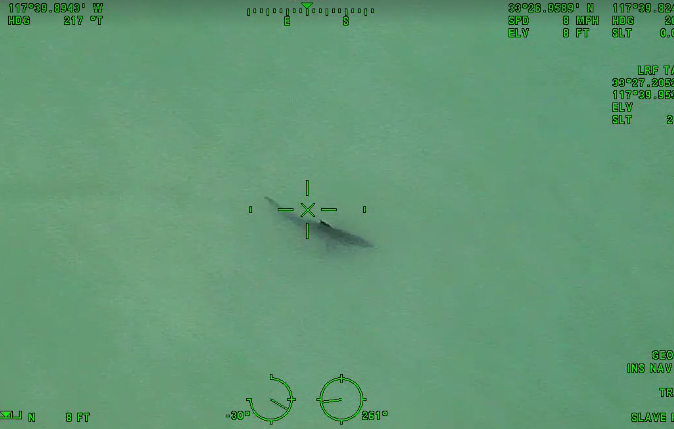 Au total, les policiers ont repéré une quinzaine de jeunes grands requins blancs, à moins de 100 mètres de la plage.