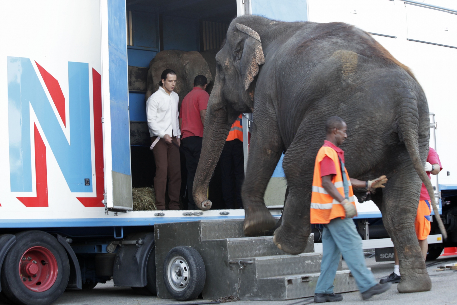 Franco Knie junior, le dresseur d'éléphants, emmène les pachidermes dans leur camion juste après leur numéro.