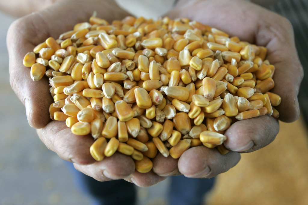 Si l'étude mettant en cause le maïs OGM NK603 est validée par l'Agence nationale de sécurité sanitaire (ANSES), la France stopperait son importation.
