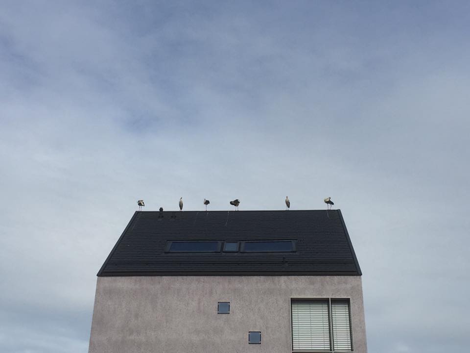 Des cigognes sur les toits de Gland