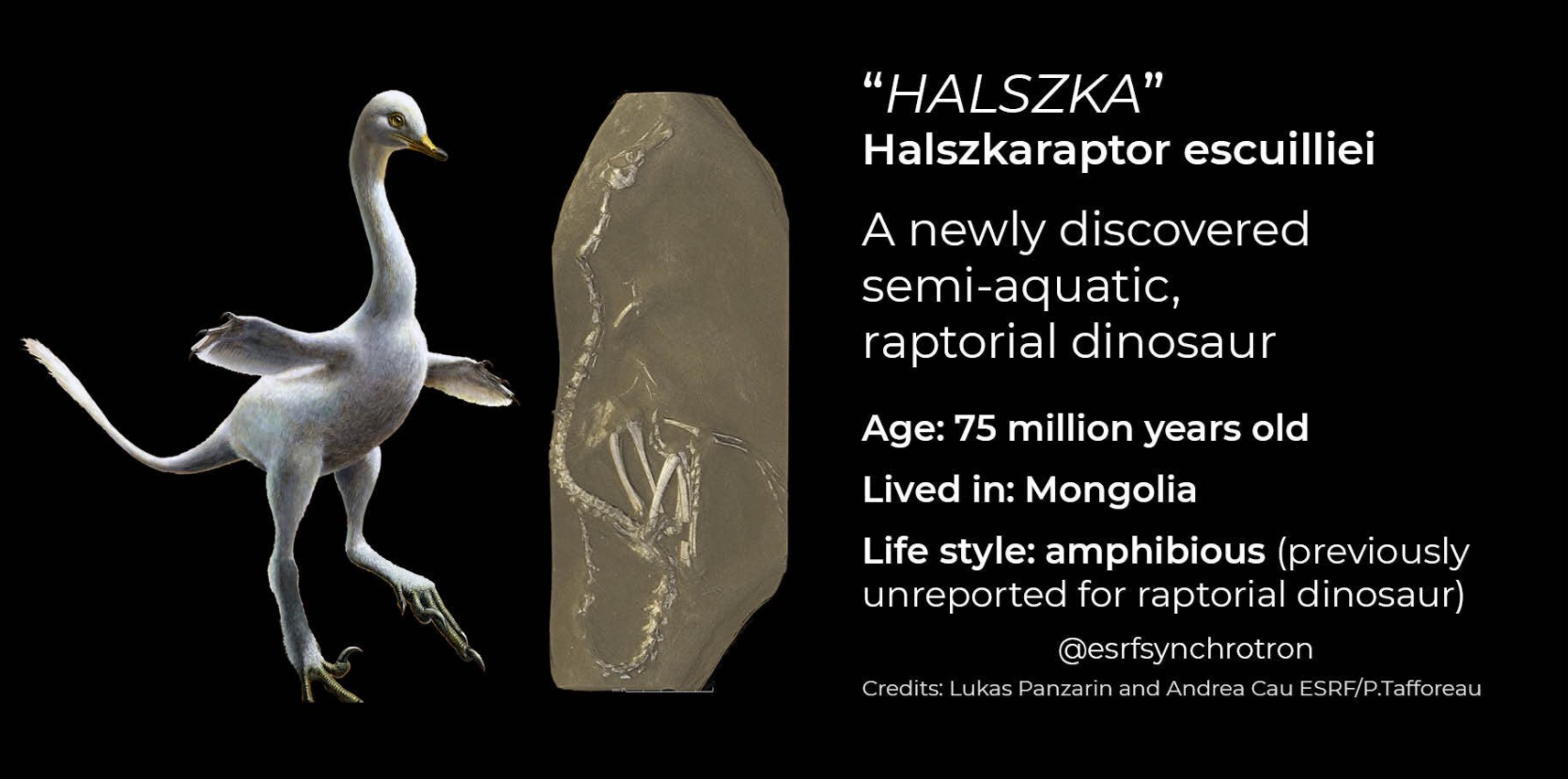 "Halszka" appartient à la famille des droméosaures, dont il partage la lignée avec le Vélociraptor, le prédateur effrayant des films Jurassic Park.
