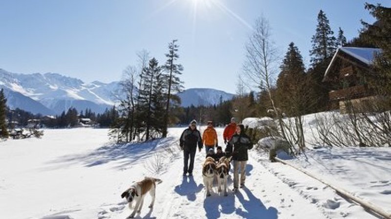 Randonnées hivernales avec les Saint-Bernard