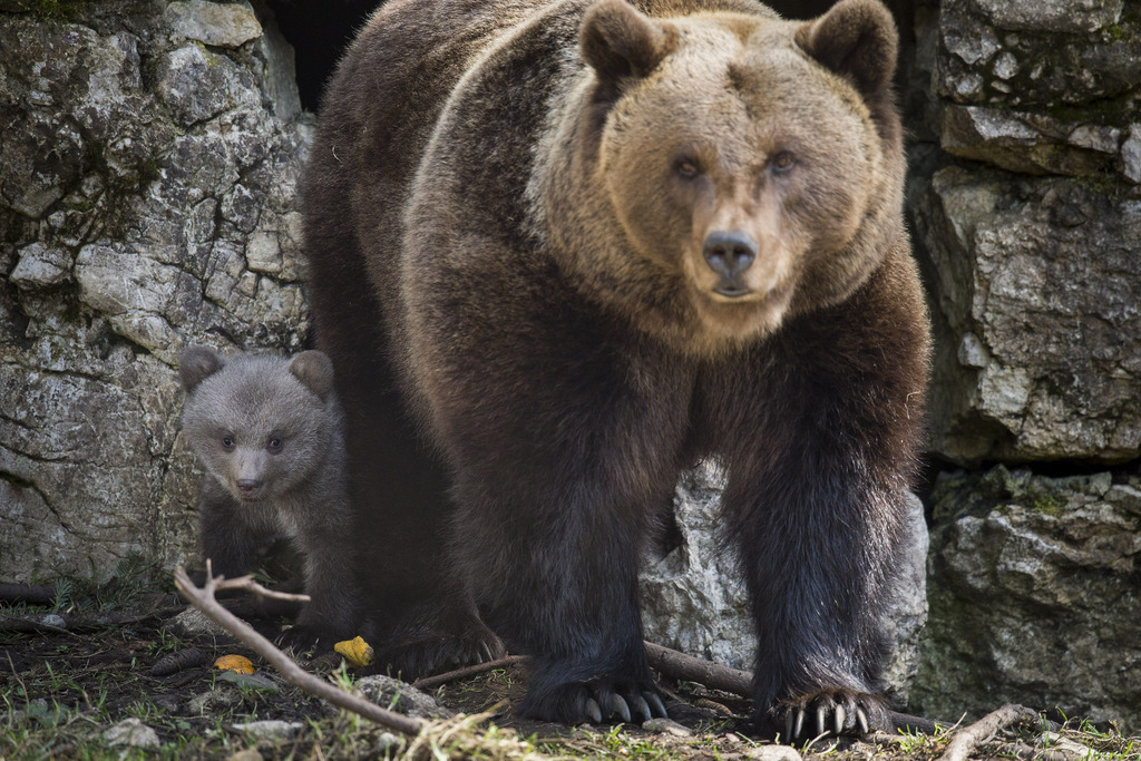 Zoé, ici avec sa maman en 2014, a été trop agressive avec son ourson.
