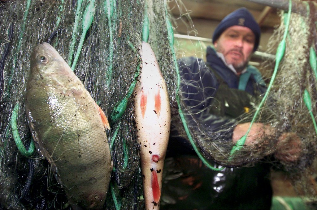 L'année 2011 a constitué un record au niveau de la pêche dans le Léman, avec 1'300 tonnes de poissons levés par 9000 pêcheurs. 