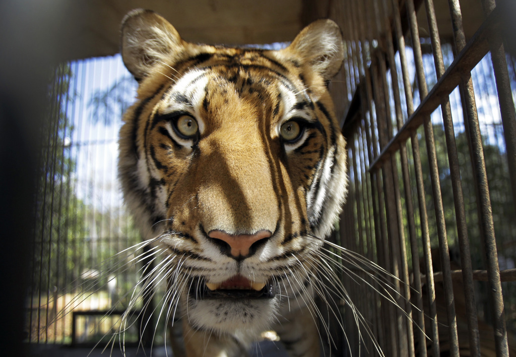  Deux lions, deux tigres et un jaguar se sont échappés vendredi d’un zoo en Allemagne. (illustration)