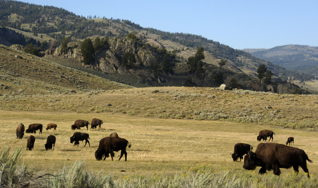 Le texte retire notamment les droits d'extraction minière dans des zones proches du célèbre parc du Yellowstone (photo).