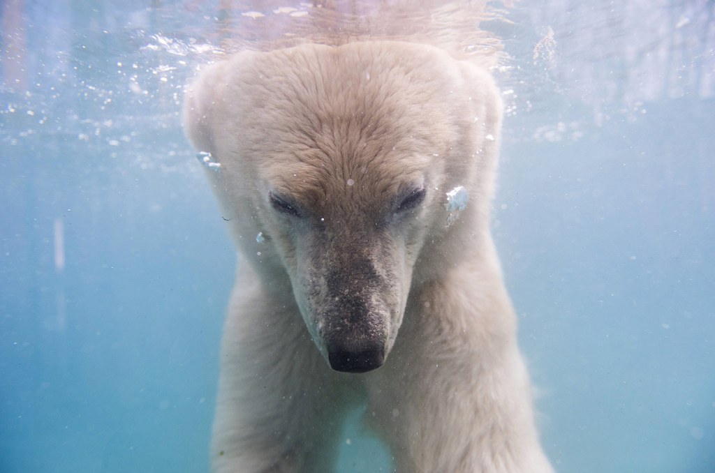 Les ours polaires sont victimes du réchauffement global, et la fonte des glaces dans l'Arctique les force à passer plus de temps à la recherche de nourriture. (Archives)