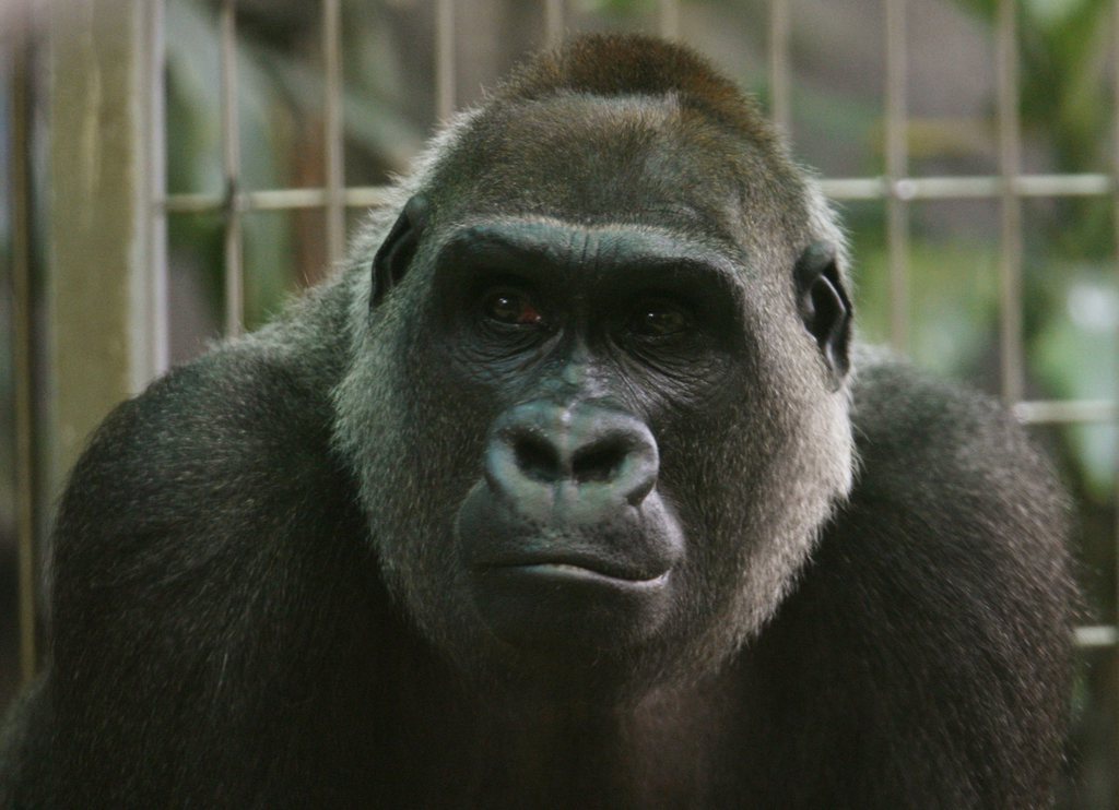 Mamitu était la femelle la plus âgée du groupe de gorilles des plaines de l'ouest du zoo de Zurich. (archives)
